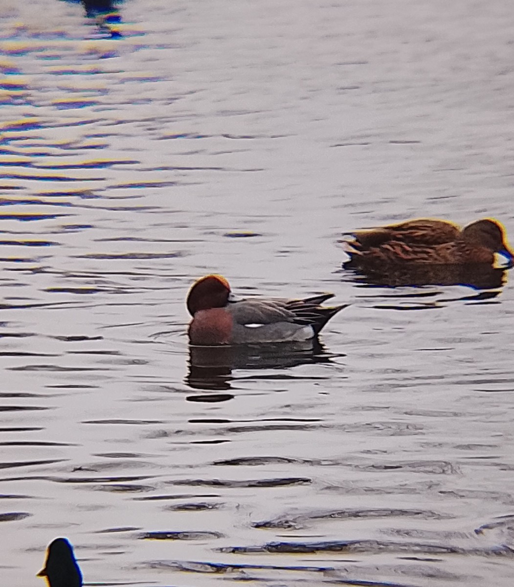 Eurasian Wigeon - ML647220740