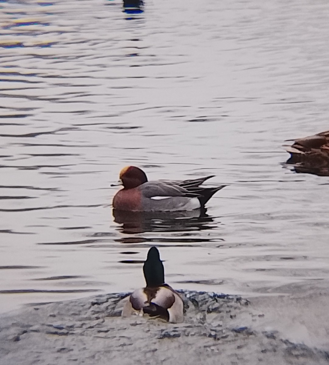 Eurasian Wigeon - ML647220742