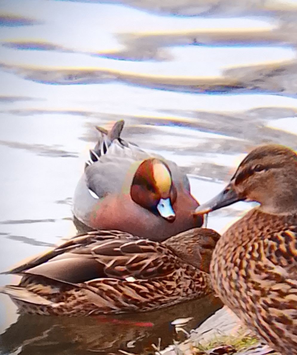 Eurasian Wigeon - ML647220743