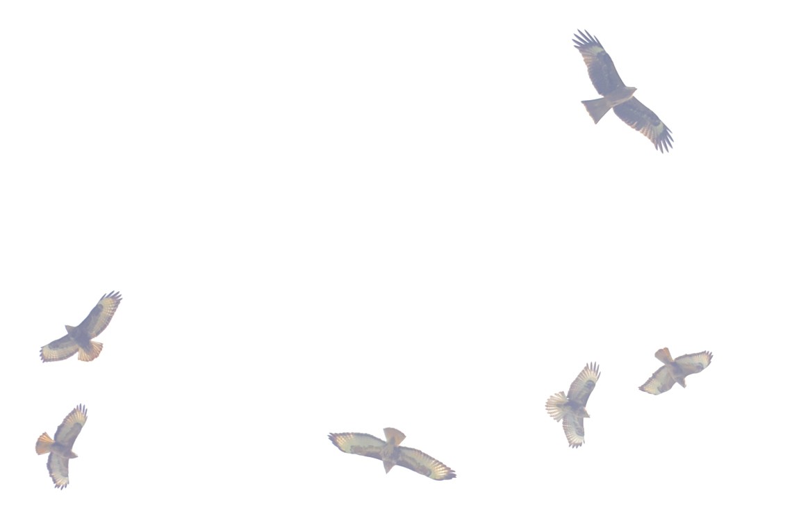 Mäusebussard (Falkenbussard) - ML647220747