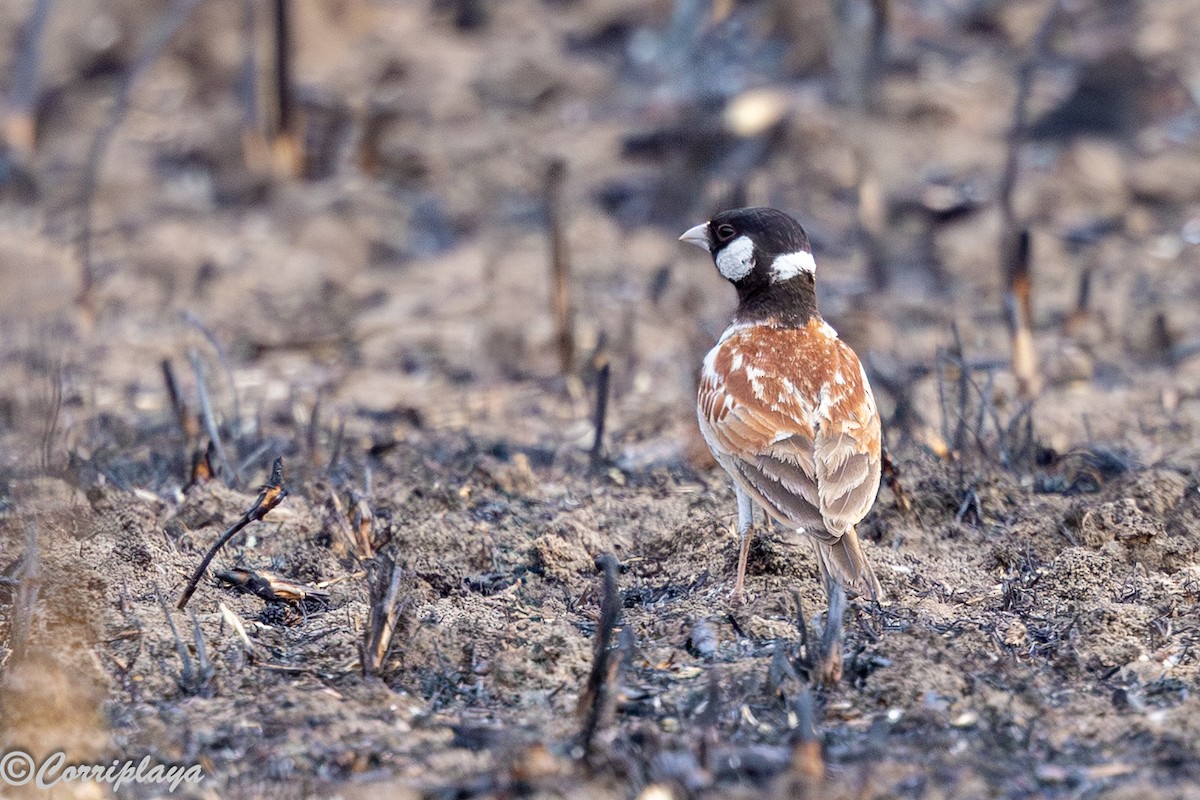 Kestane Sırtlı Serçe Toygarı - ML647220750