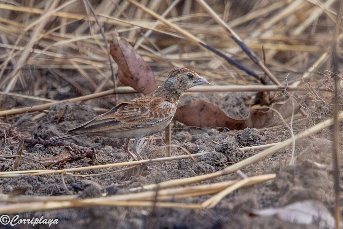 Kestane Sırtlı Serçe Toygarı - ML647220751