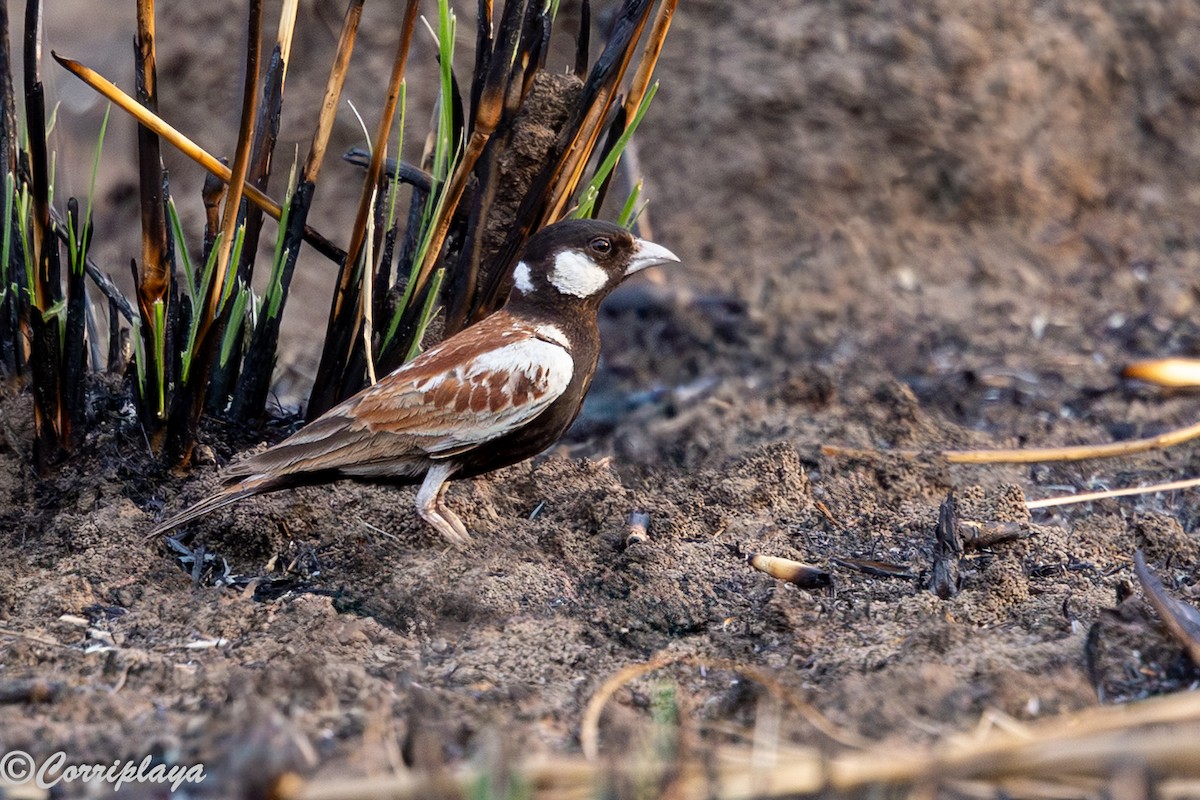 Kestane Sırtlı Serçe Toygarı - ML647220752