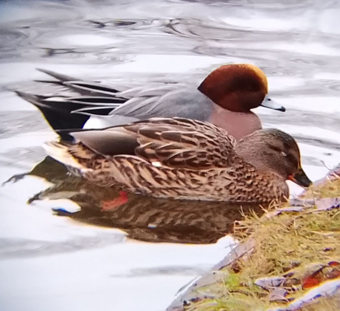 Eurasian Wigeon - ML647220757