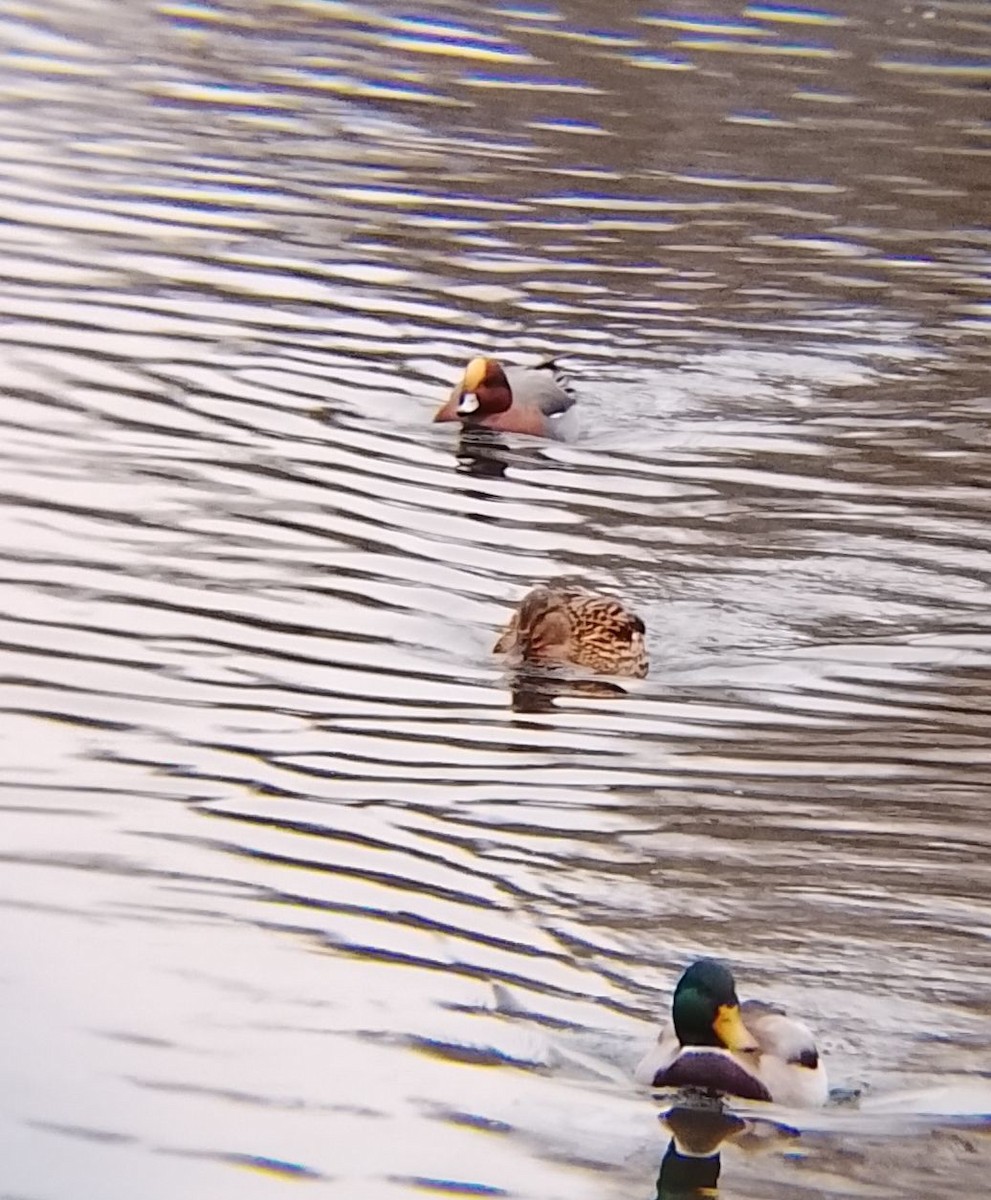 Eurasian Wigeon - ML647220759