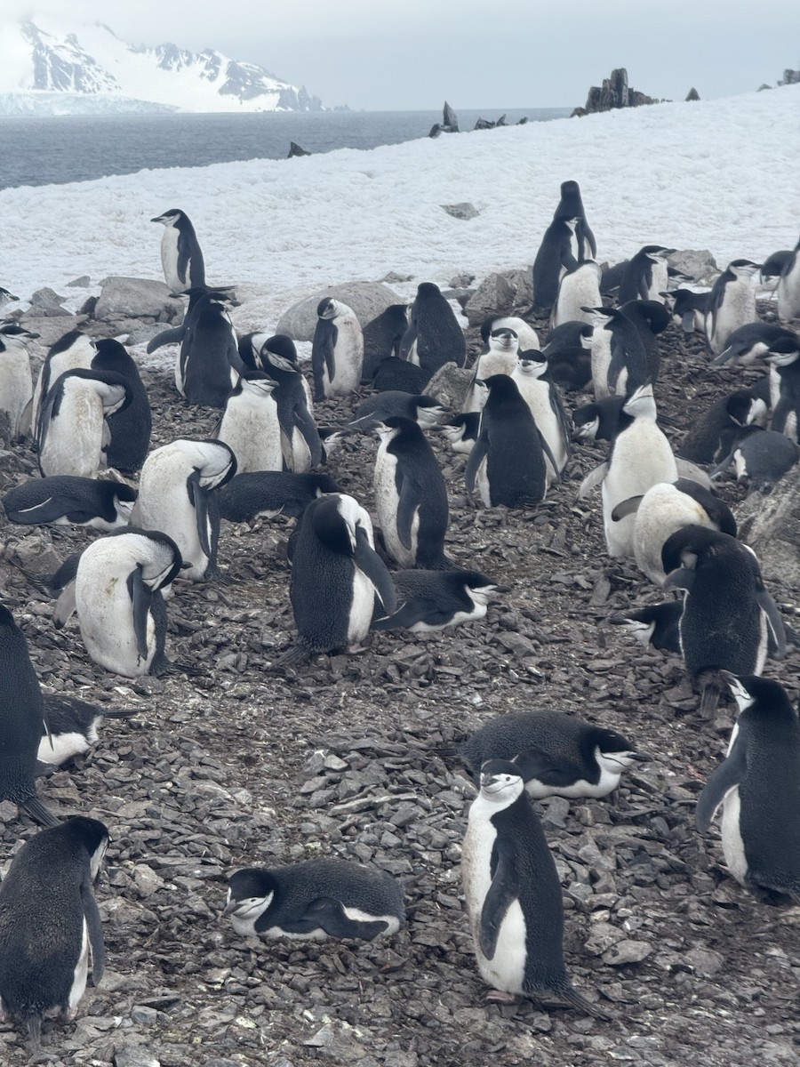 Chinstrap Penguin - ML647220779