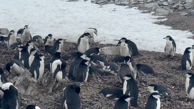 Chinstrap Penguin - ML647220780