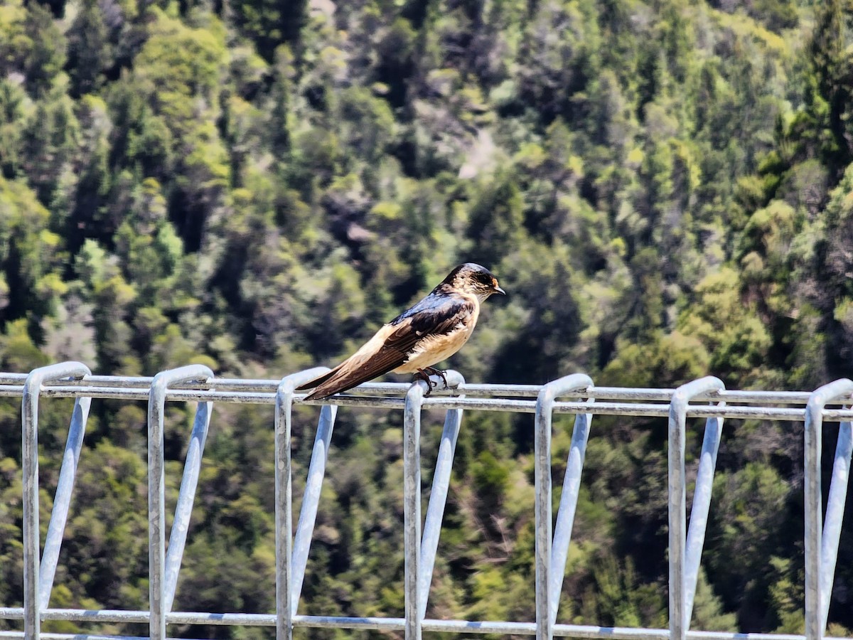 Tree Martin - ML647220787