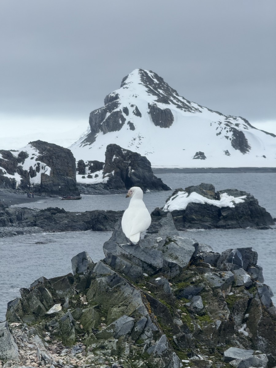 Snowy Sheathbill - ML647220790