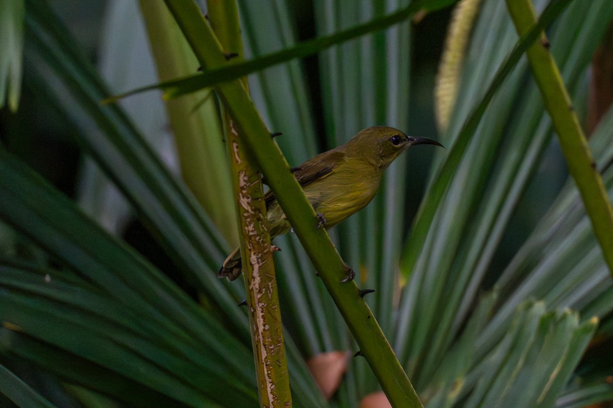 Crimson Sunbird - ML647220807