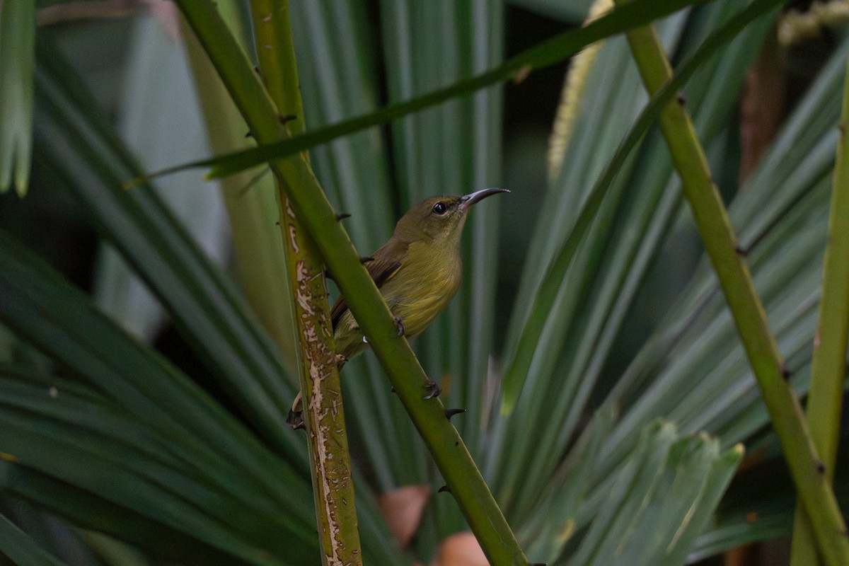 Crimson Sunbird - ML647220808