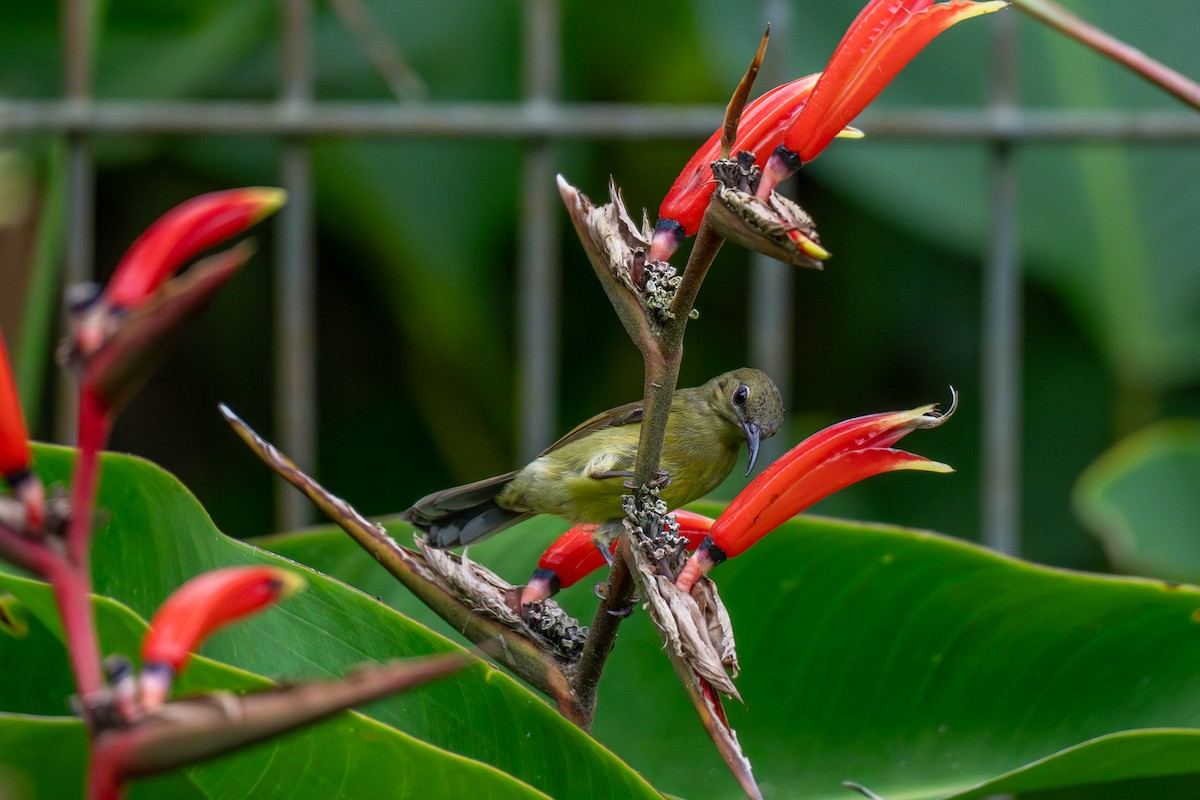 Crimson Sunbird - ML647220809