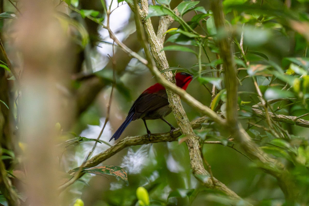 Crimson Sunbird - ML647220811