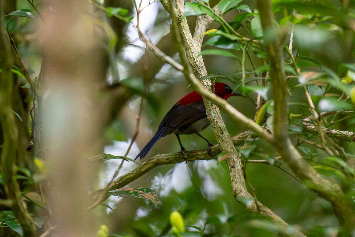 Crimson Sunbird - ML647220812