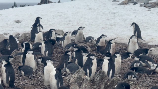 Chinstrap Penguin - ML647220813