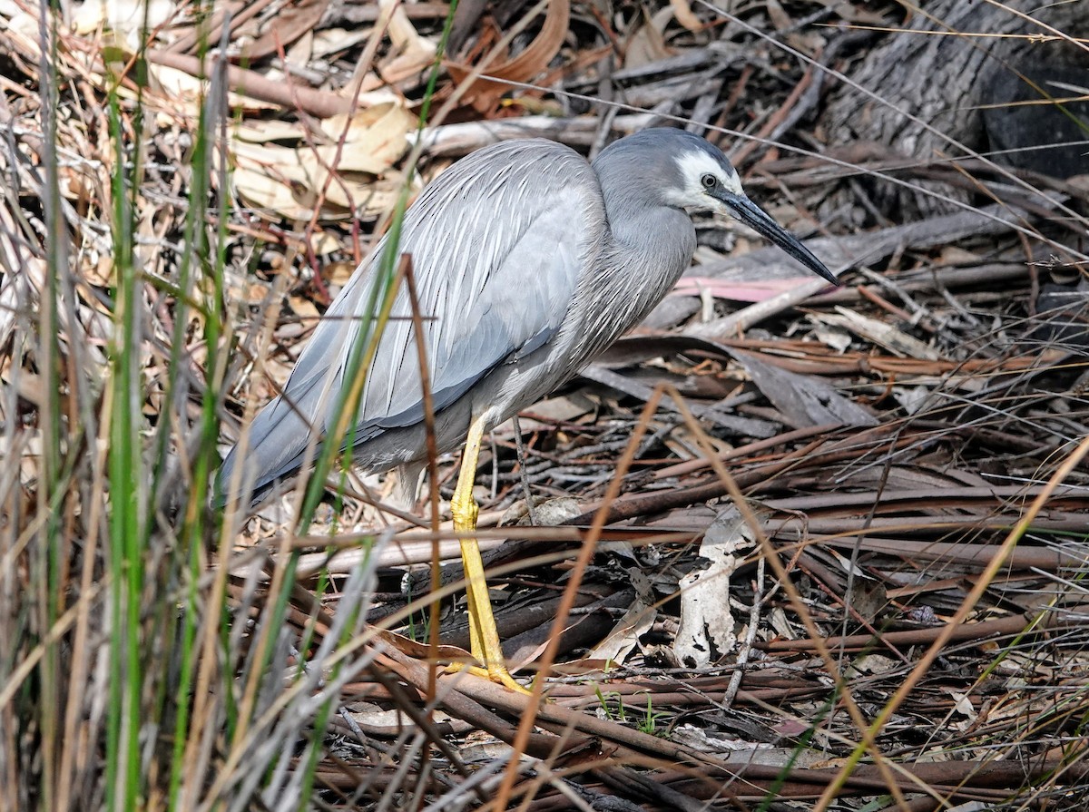 White-faced Heron - ML647220828