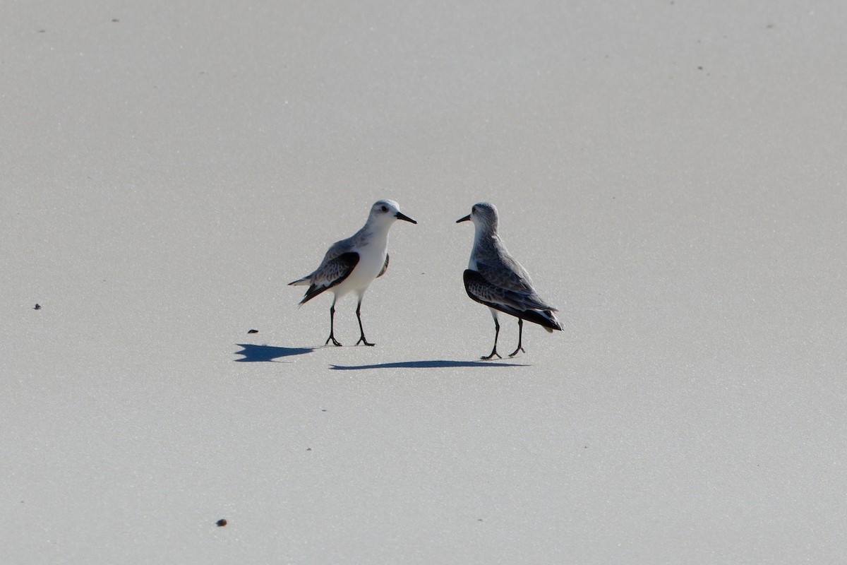 三趾濱鷸 - ML647220831