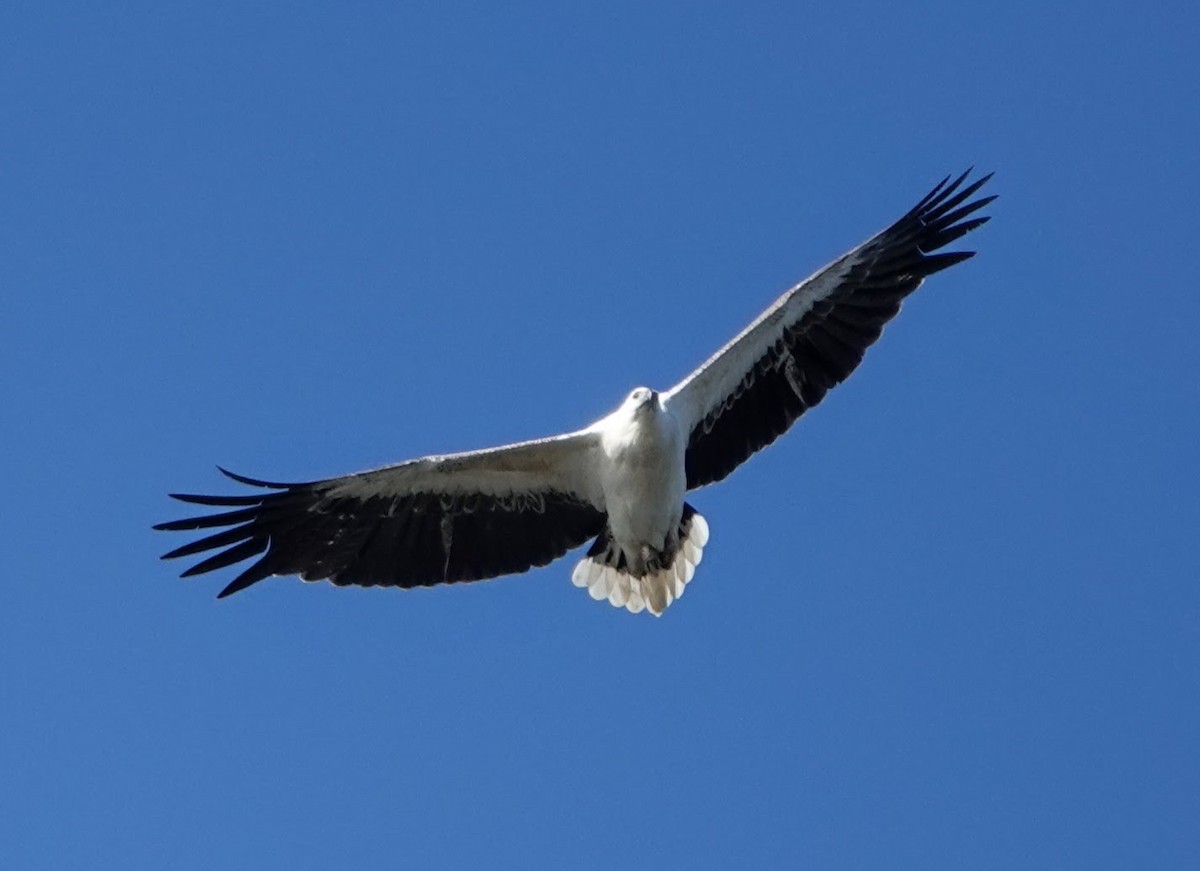White-bellied Sea-Eagle - ML647220832