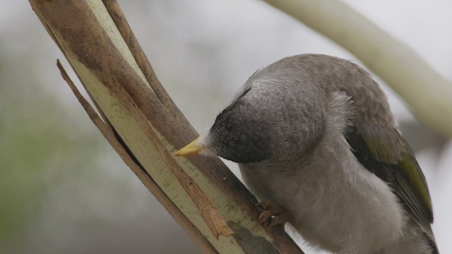 Noisy Miner - ML647220835