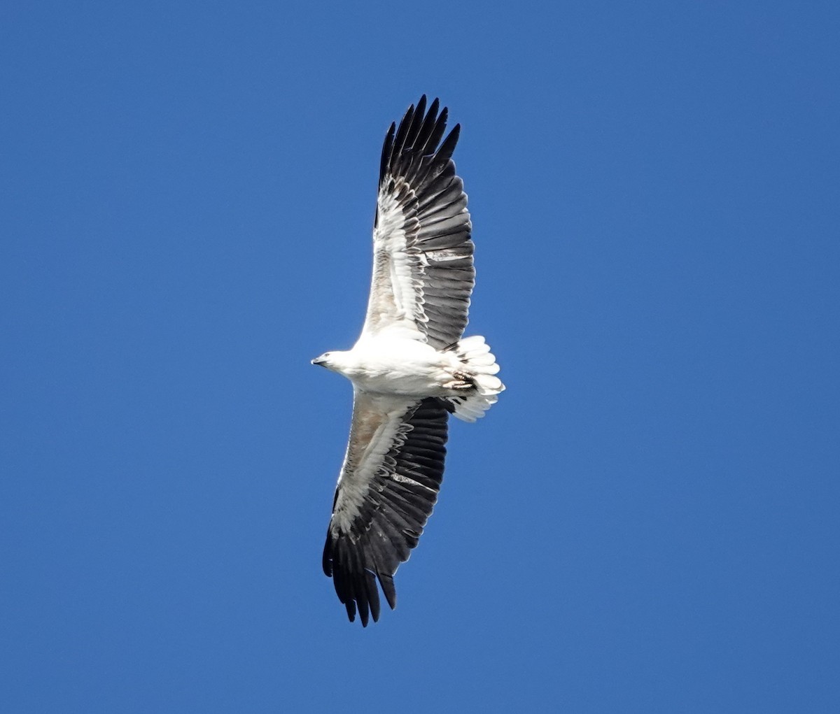 White-bellied Sea-Eagle - ML647220836