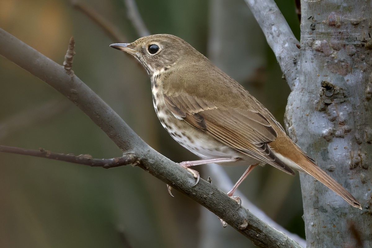 Hermit Thrush - ML647220843