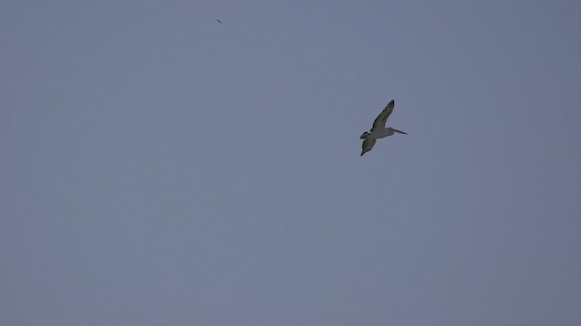 Australian Pelican - ML647220844