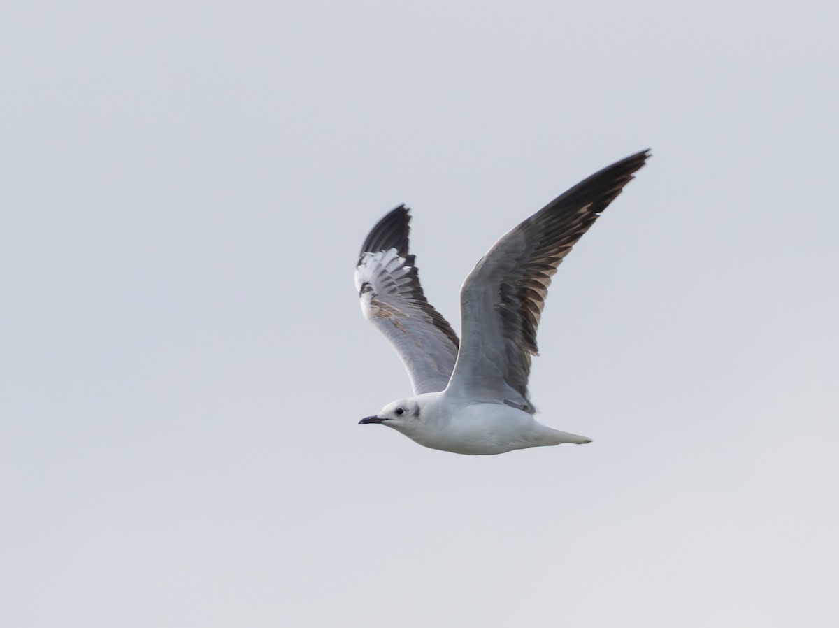 Мартин сіроголовий - ML647220845