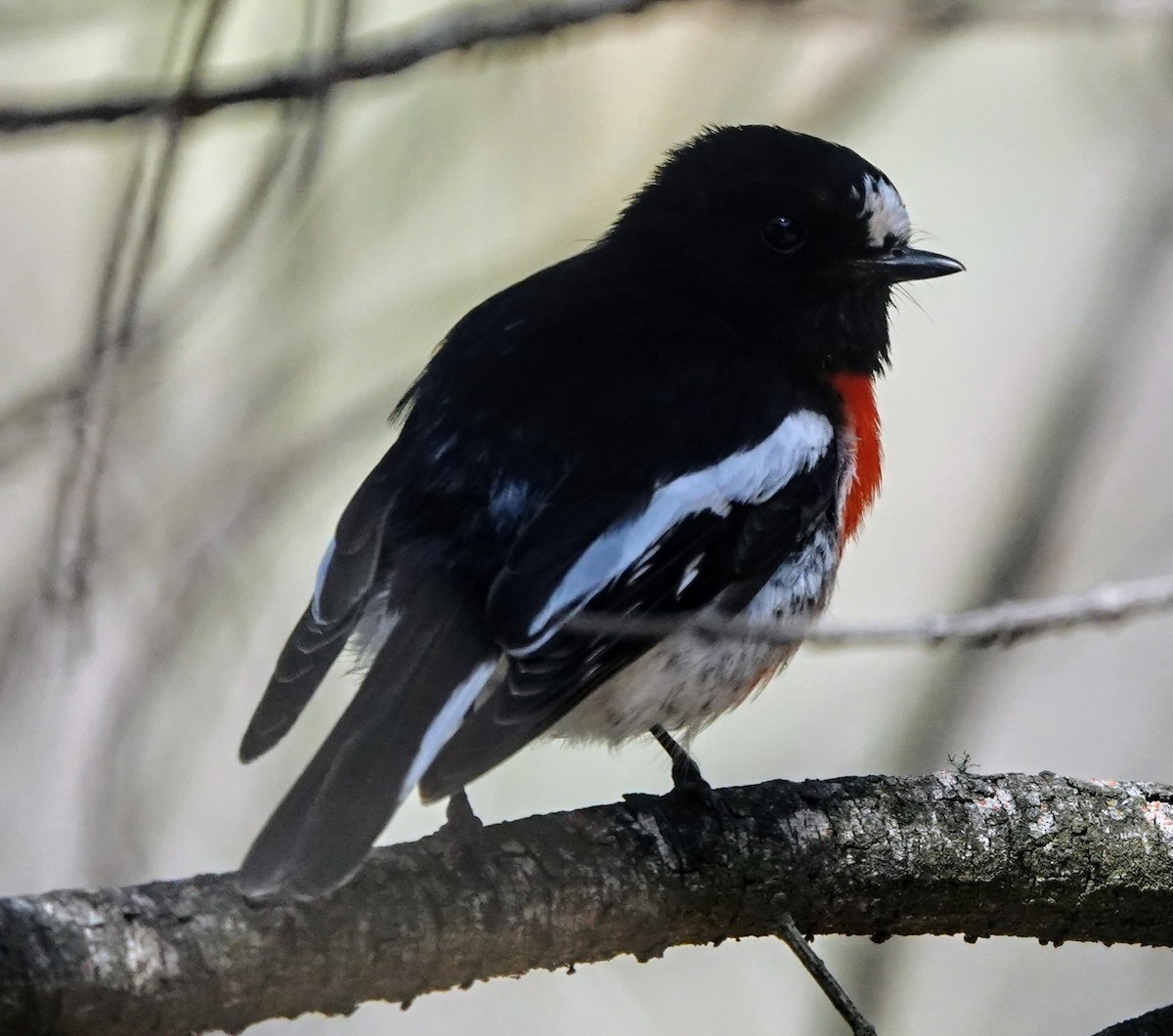 Scarlet Robin - ML647220849