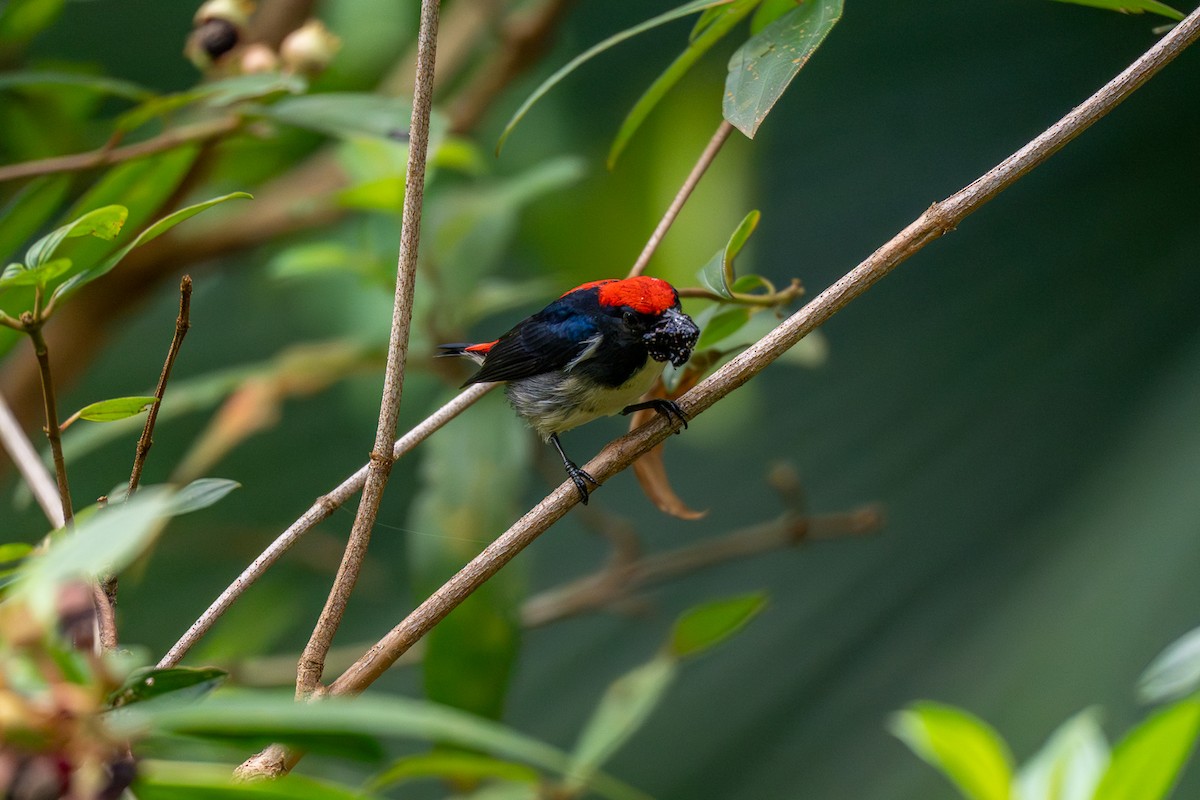 Dicée à dos rouge - ML647220853