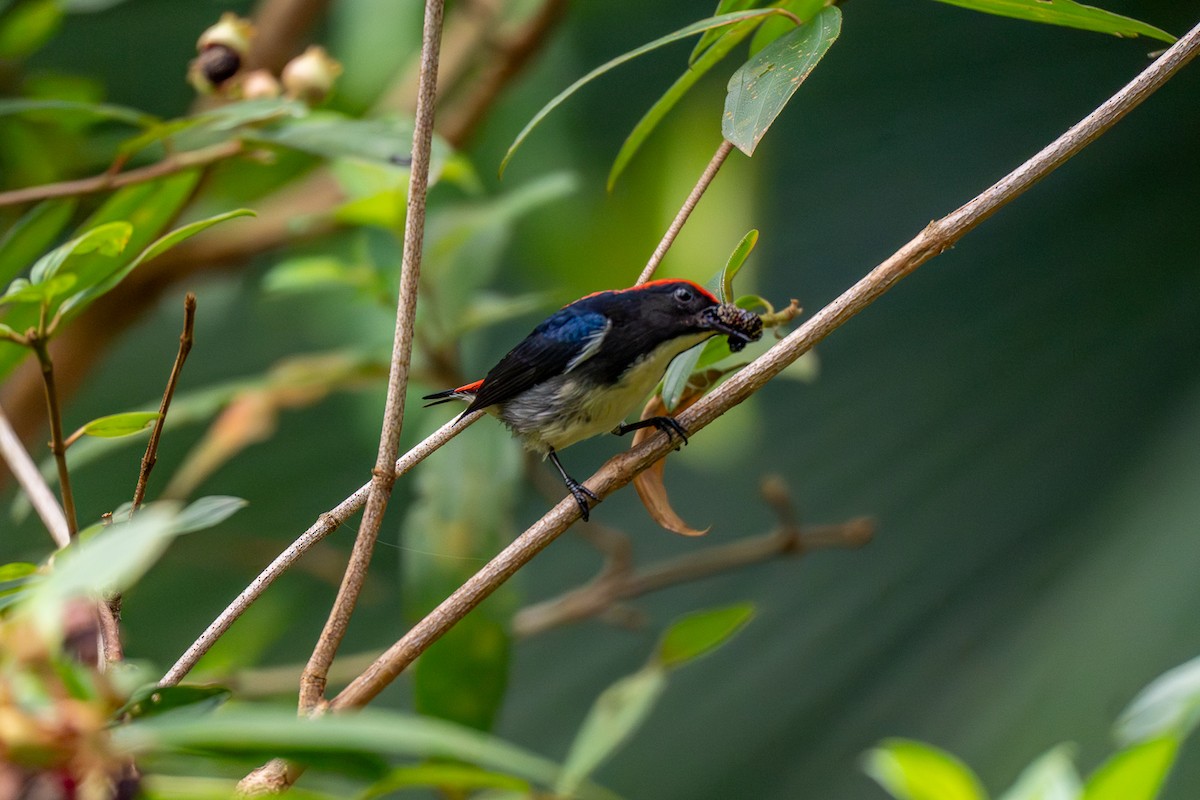 Dicée à dos rouge - ML647220855