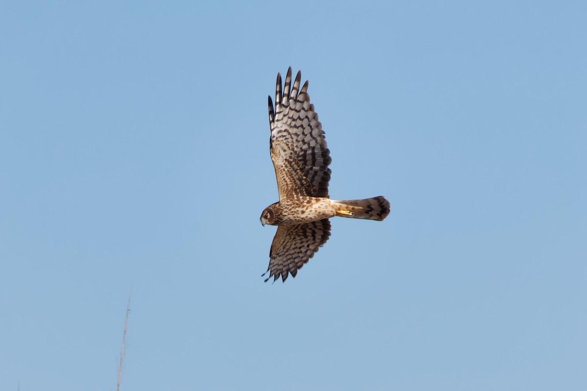 Northern Harrier - ML647220859