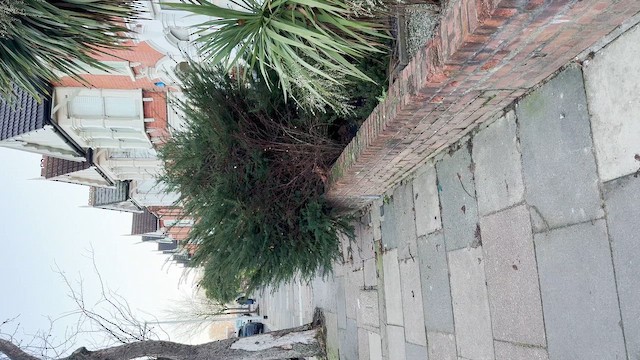 pěnice černohlavá - ML647220861