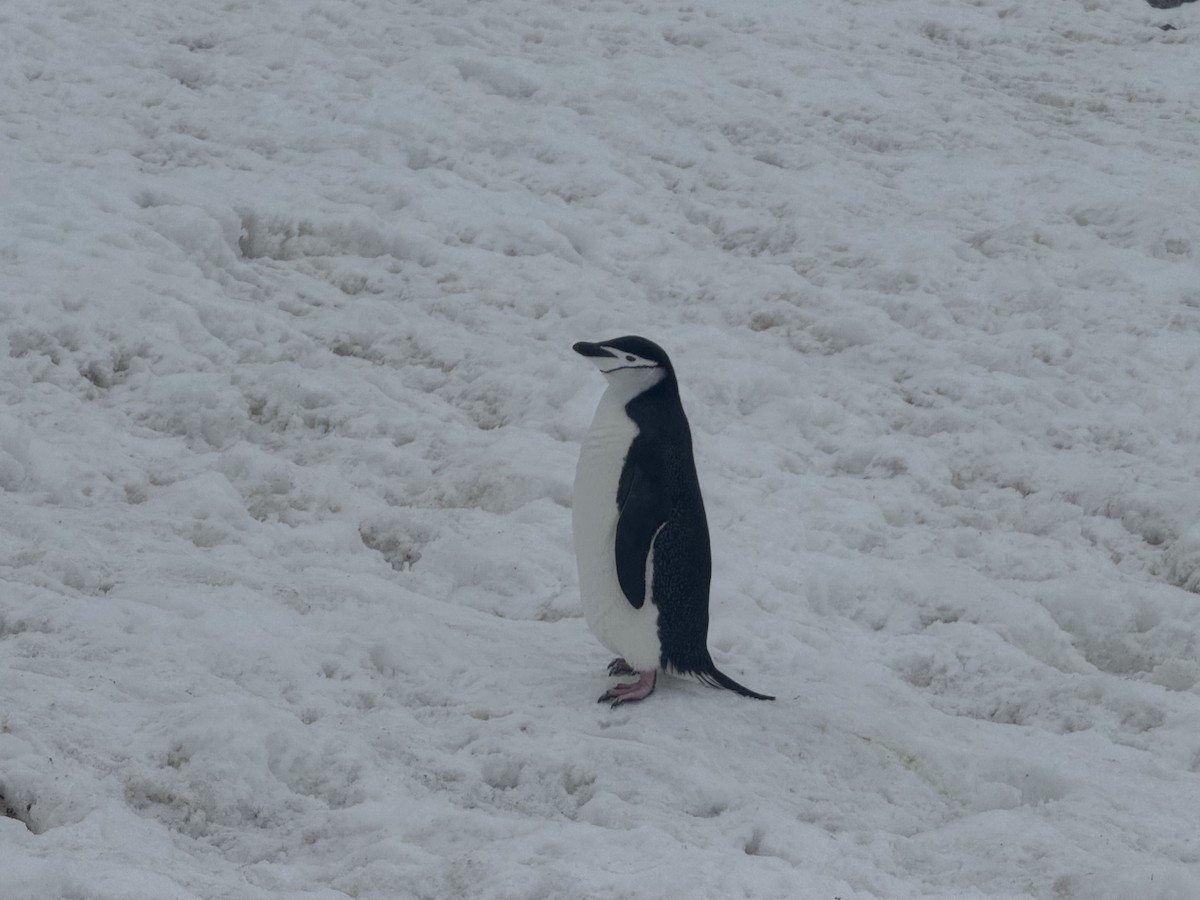 Chinstrap Penguin - ML647220863