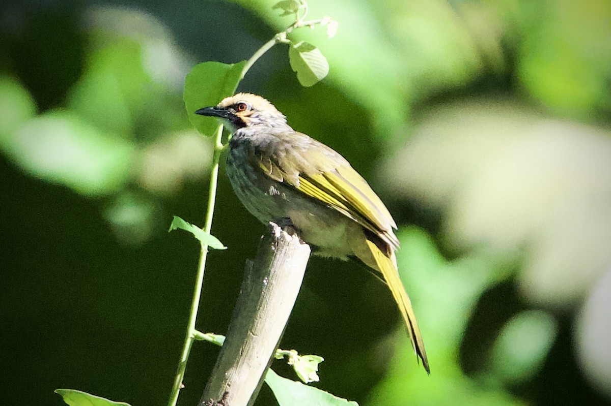 Bulbul à tête jaune - ML647220866