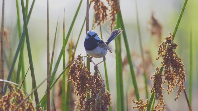 modropláštník nádherný - ML647220867