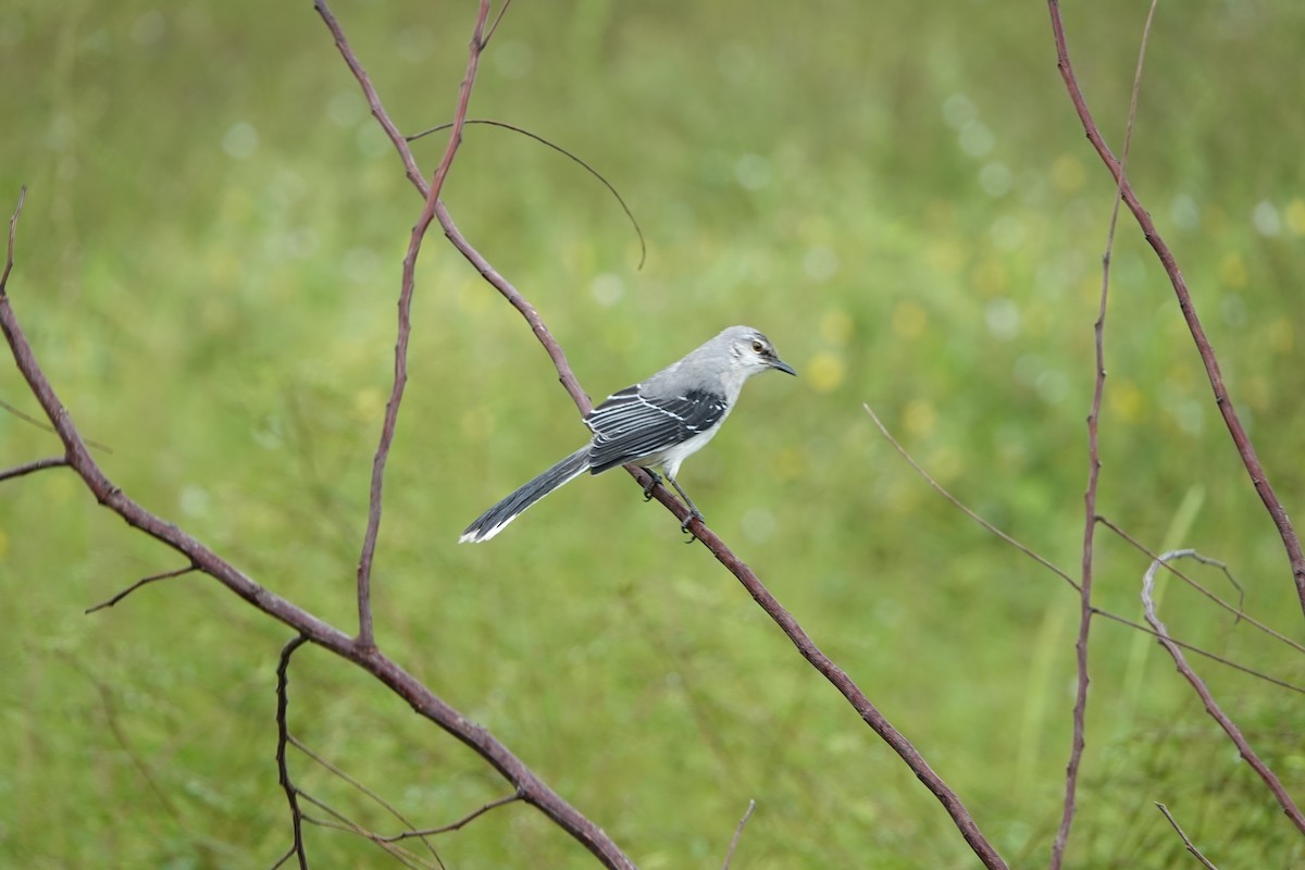 Tropikal Taklitçi - ML647220873