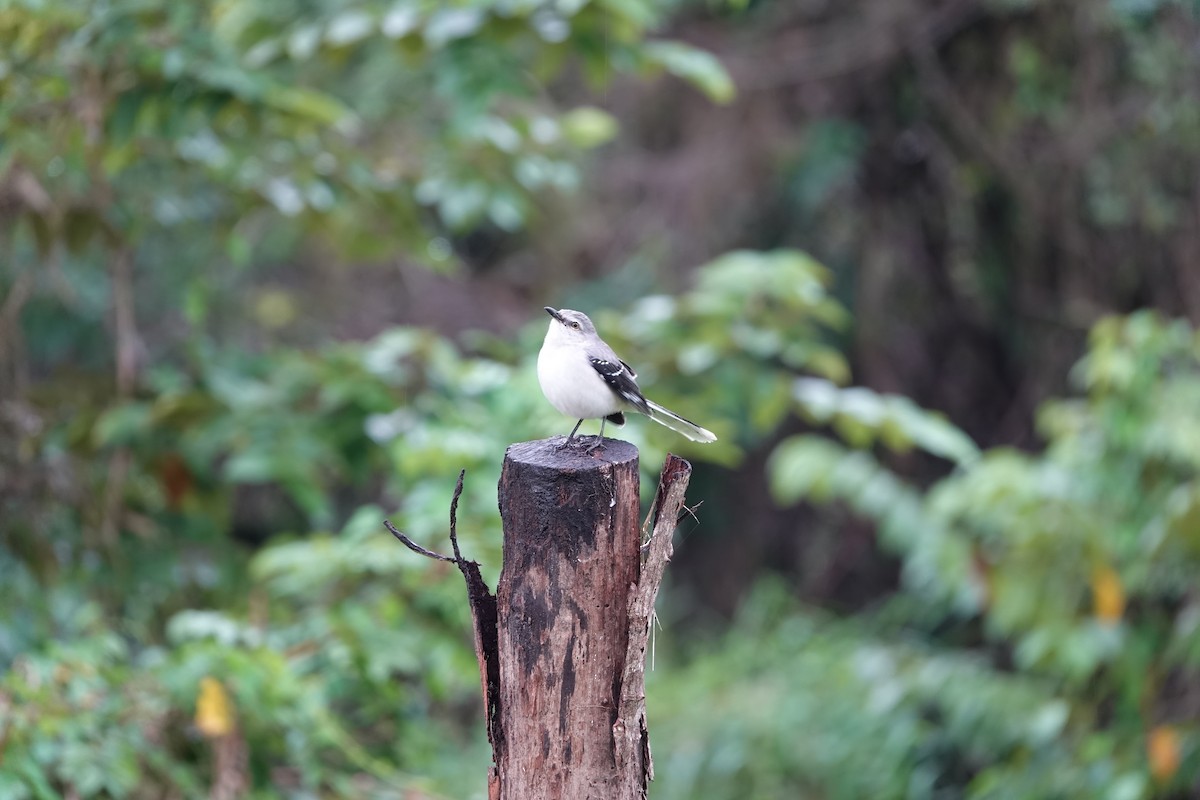 Tropikal Taklitçi - ML647220874