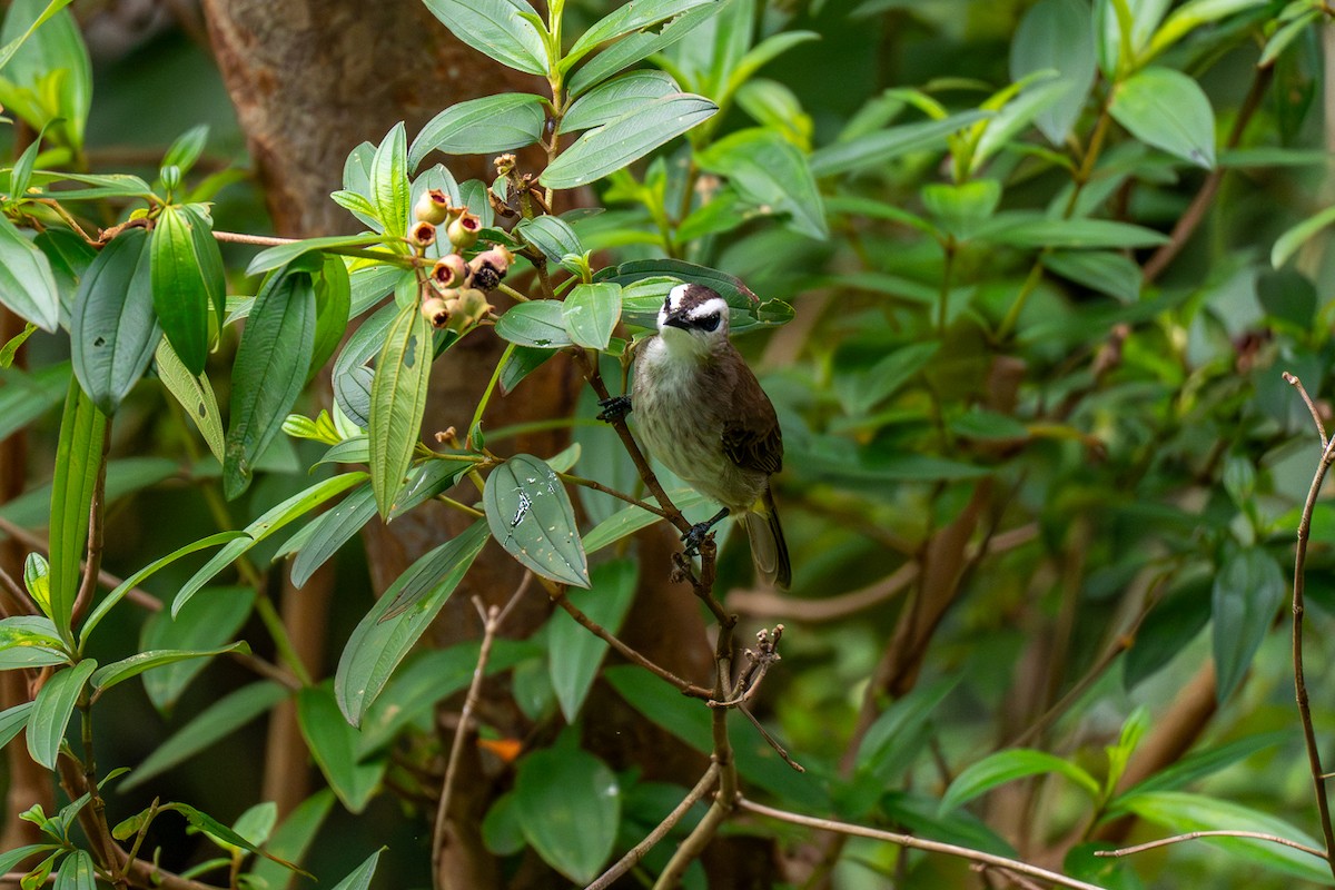 Bulbul goiavier - ML647220879