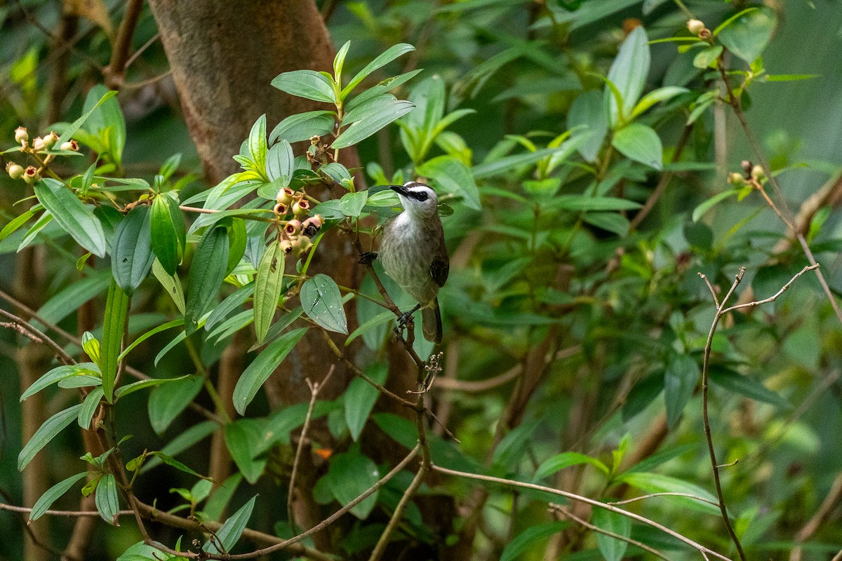 Bulbul goiavier - ML647220880