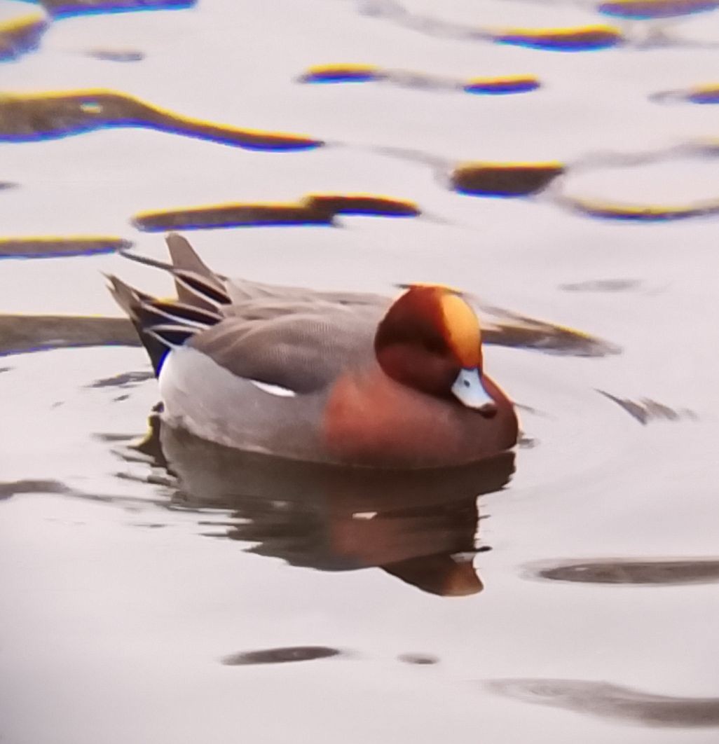 Eurasian Wigeon - ML647220882