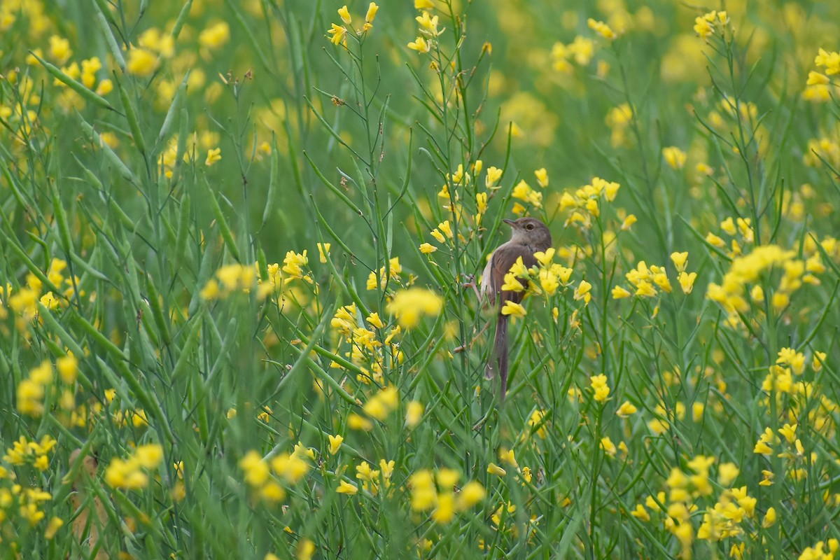 Plain Prinia - ML647220884