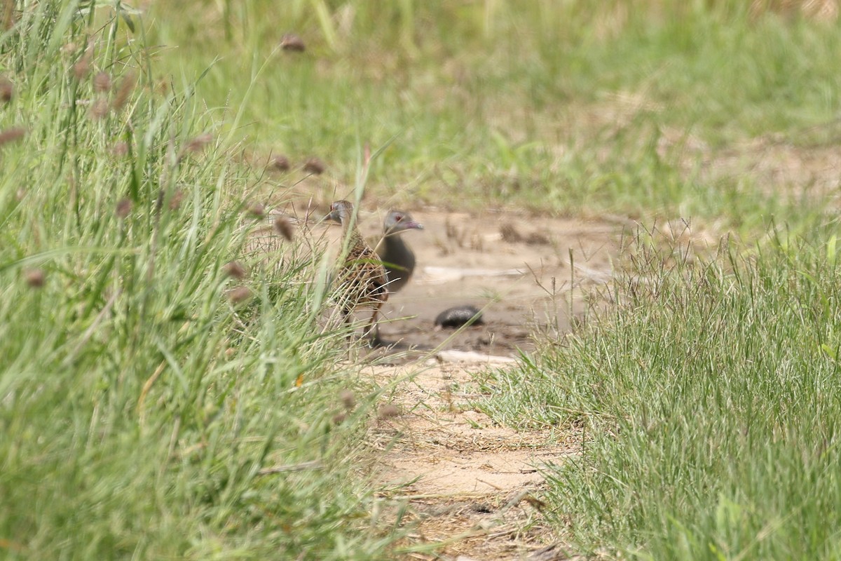 African Crake - ML647220885