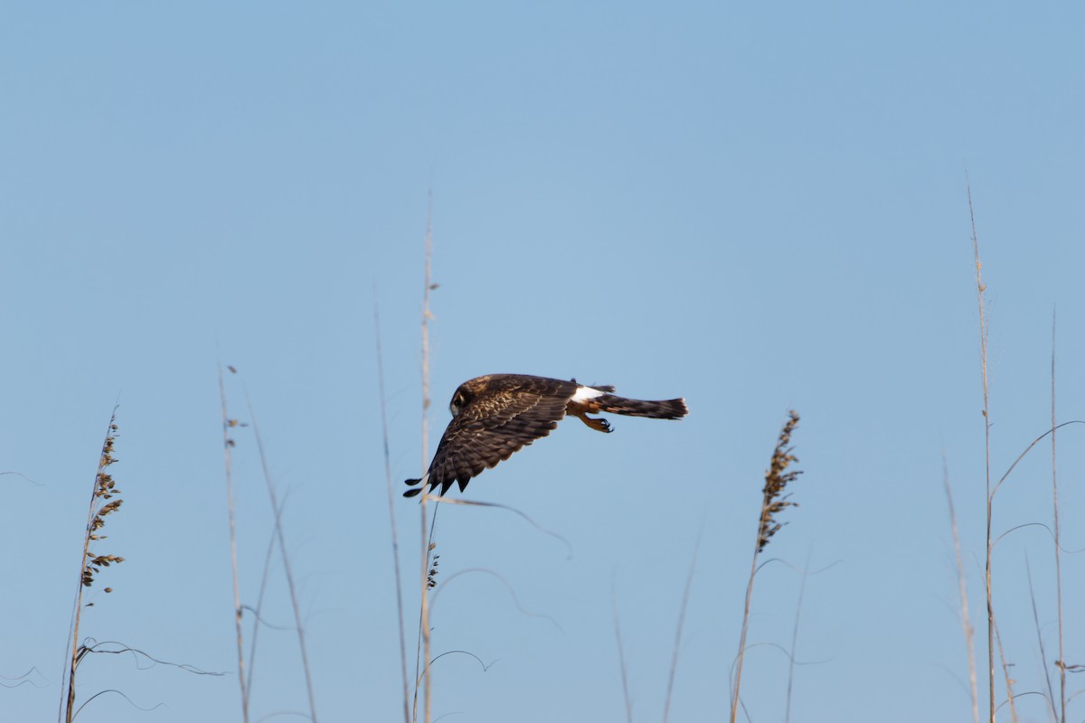 Northern Harrier - ML647220886