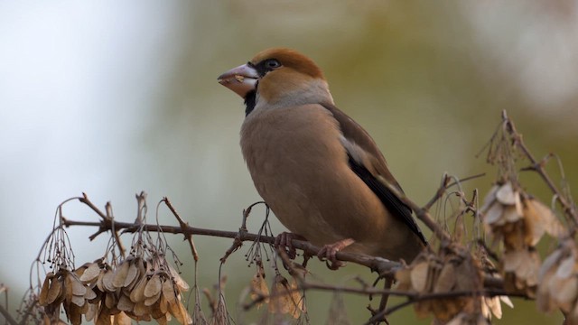 dlask tlustozobý - ML647220887