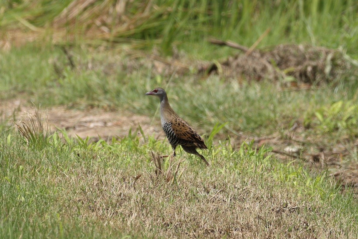 African Crake - ML647220888