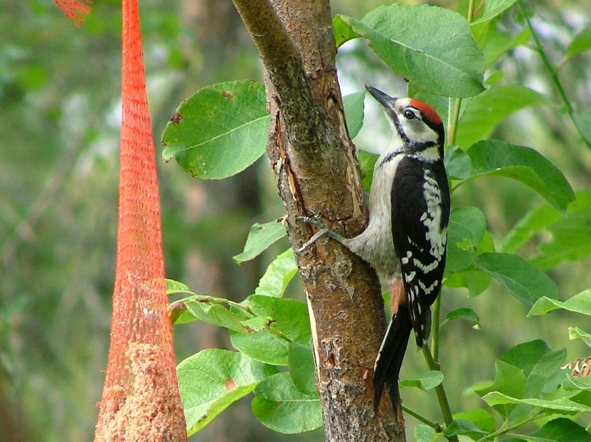 Great Spotted Woodpecker (Great Spotted) - ML647220889