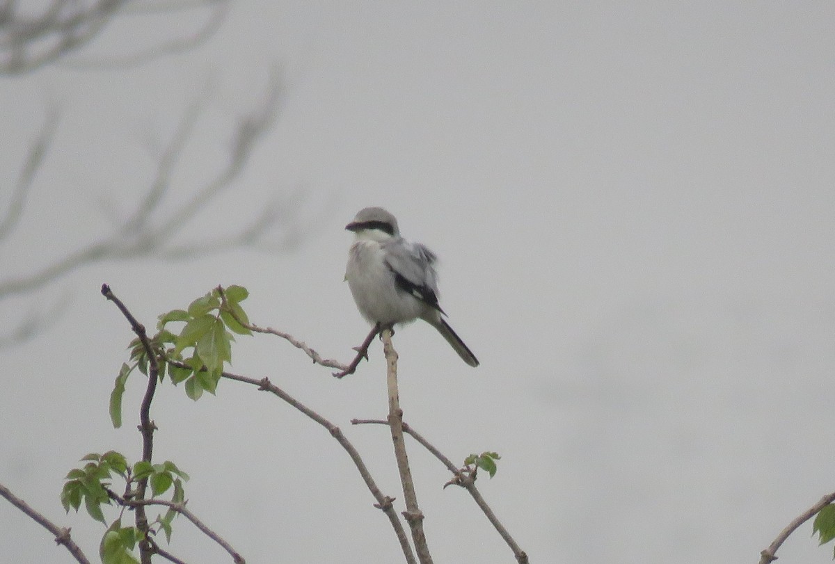 Raubwürger - ML647220892