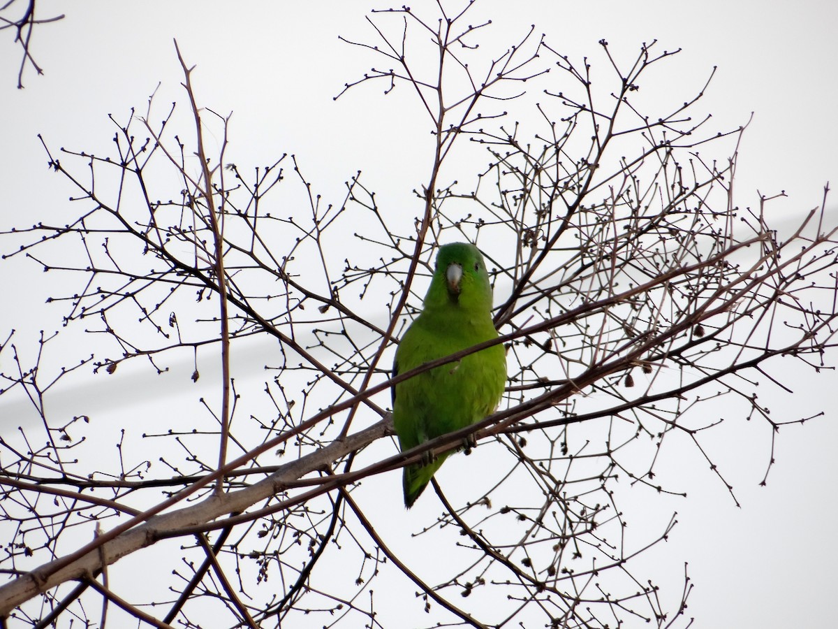 Cobalt-rumped Parrotlet - ML647220893