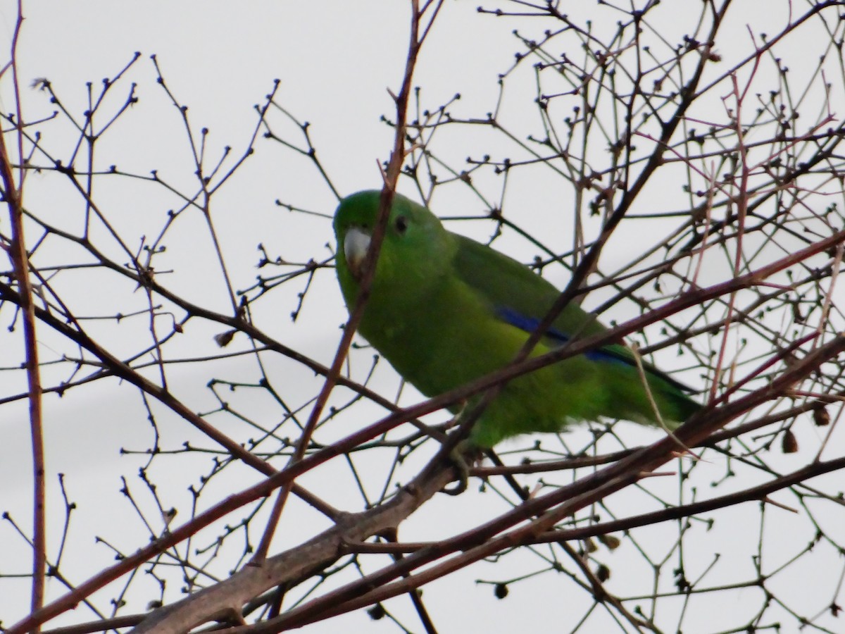 Cobalt-rumped Parrotlet - ML647220894