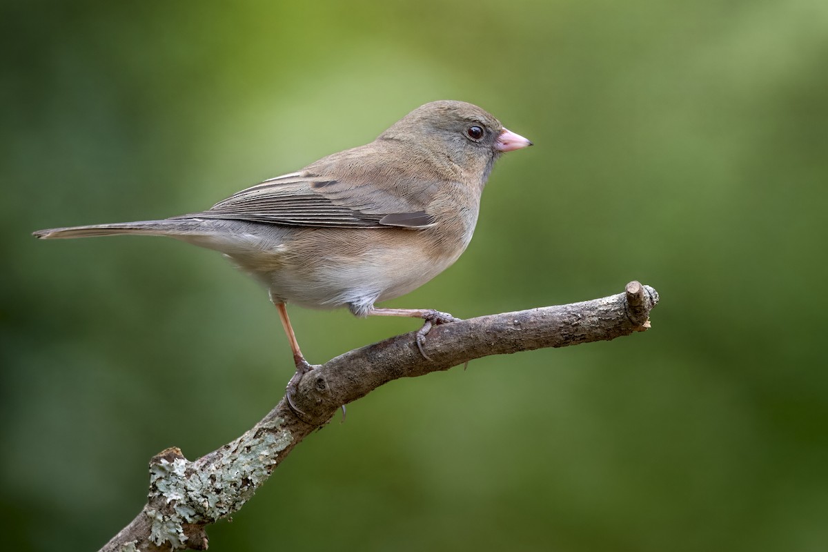 Dark-eyed Junco - ML647220895